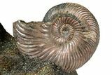Iridescent, Pyritized Ammonite (Quenstedticeras) Fossil Display #353755-1